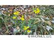 Lot 95  Laurel Thicket , Brevard, NC