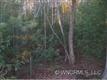 Sr1322  Diamond Creek Rd , Balsam Grove, NC