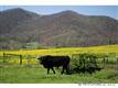 0000 Williams Branch Road, Barnardsville, NC 28709