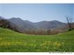0000 Williams Branch Road, Barnardsville, NC 28709