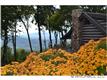 1297 Wipprecht Drive, Spruce Pine, NC 28777