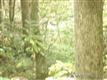 1082 Winter Star Rd, Cattail, NC 28714