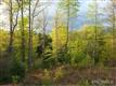 13  Sovereign Lane , Fairview, NC