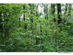 144  Little Mountain , Black Mountain, NC